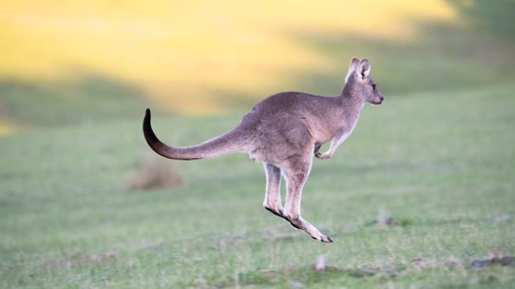 gli animali che saltano più in alto