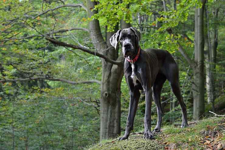 Cane con carattere sicuro