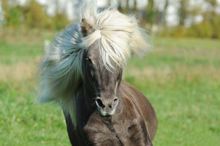 Come curare il manto del cavallo