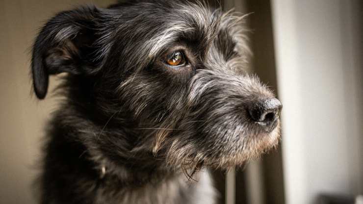 il cane ha i peli bianchi