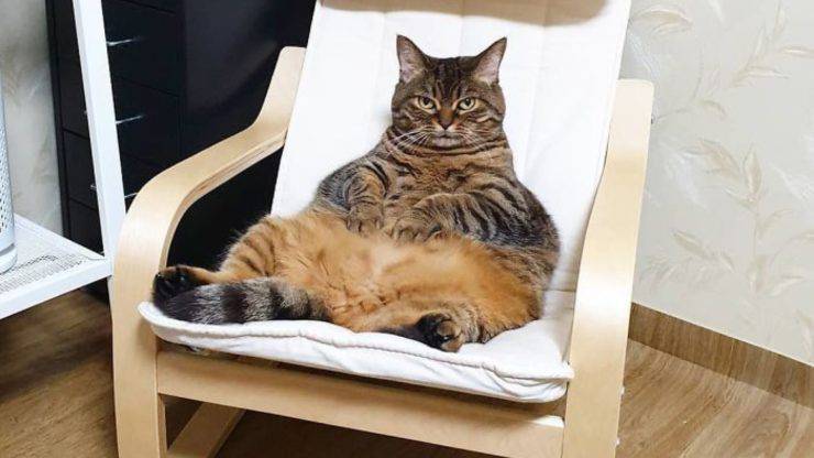 il gatto più grasso del mondo