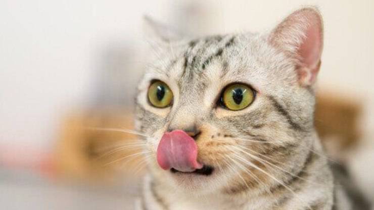 il gatto può mangiare lo xilitolo