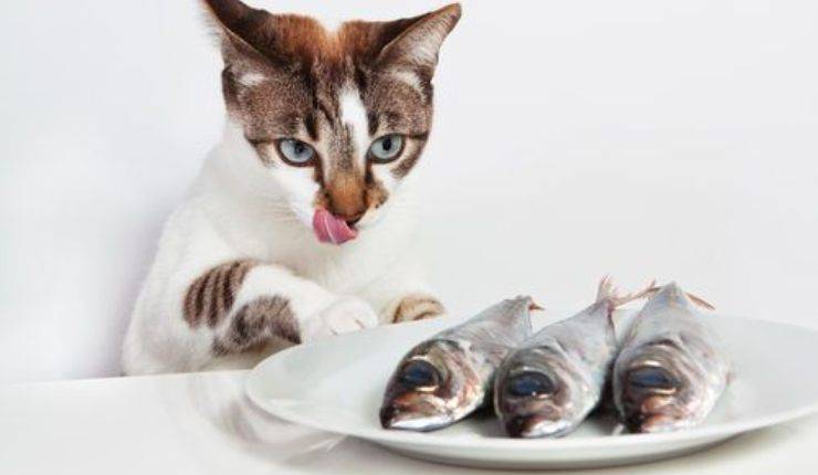 il merluzzo nell'alimentazione del gatto