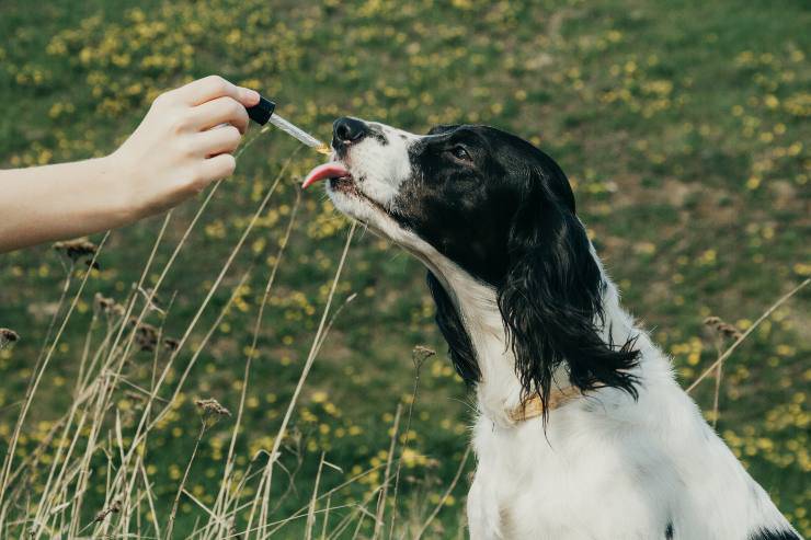 integratori naturale per il cane 