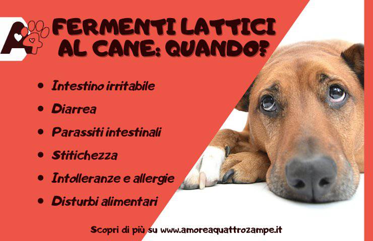 quando dare i fermenti lattici al cane