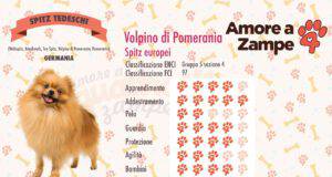 infografica cane Volpino di Pomerania new