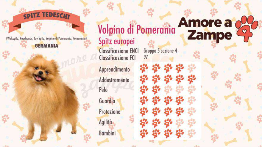 infografica cane Volpino di Pomerania new