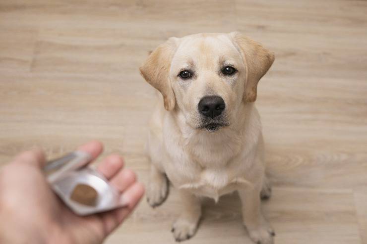 integratori naturale per il cane