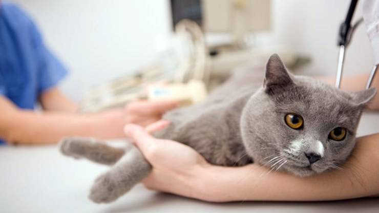 Ipertiroidismo nel gatto