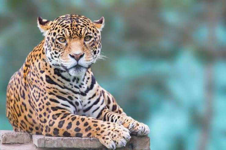 leopardo