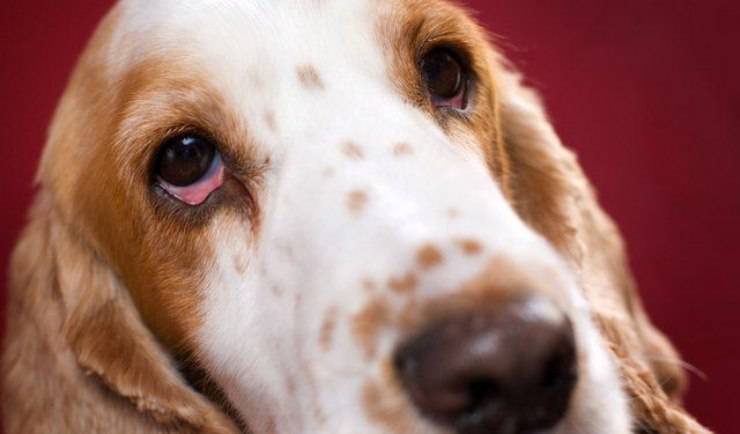 malattia dell'occhio del cane