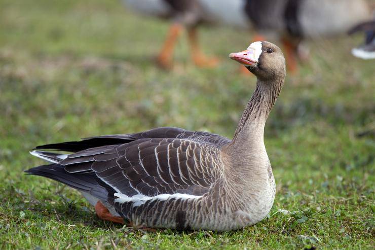 oca lombardella