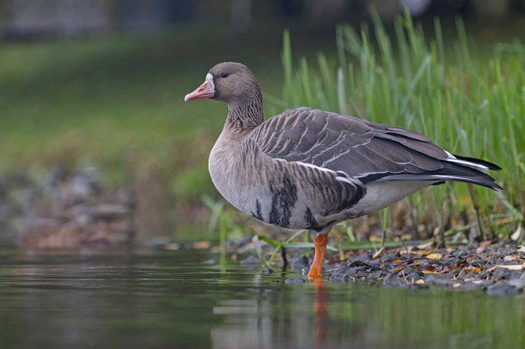 oca lombardella