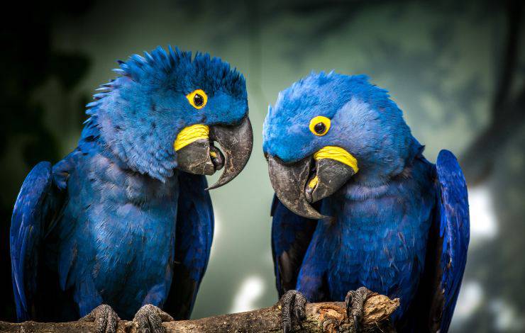 pappagalli blu