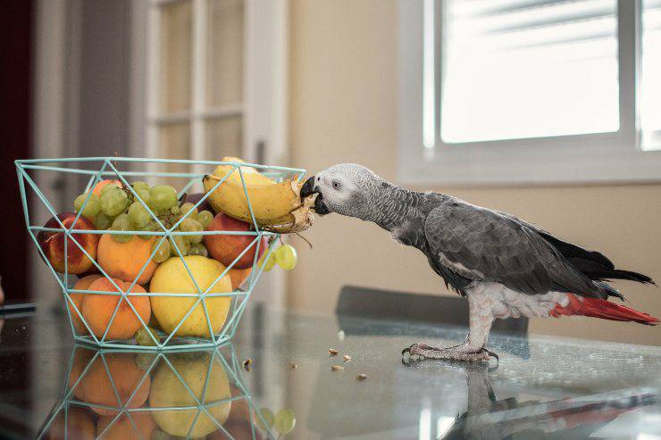 pappagallo mangia la frutta