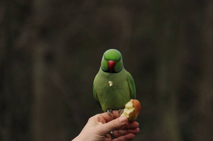 pappagallo mangia mela