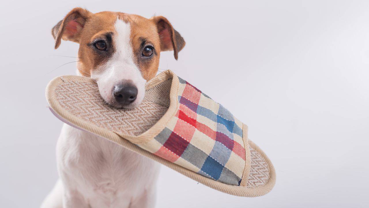 perché cane ruba pantofole