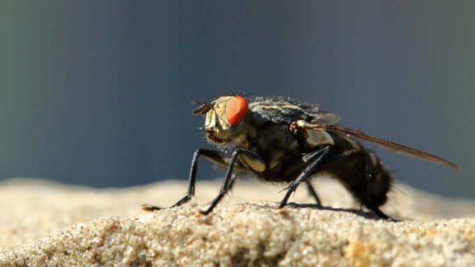 Perché le mosche si posano sulle persone? Il motivo è scientifico