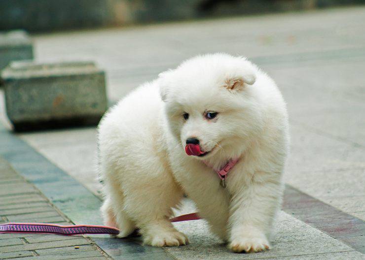 Cagnolino dolcissimo