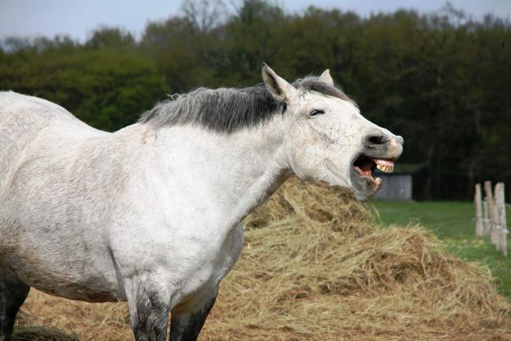 Curare i denti dell'equino