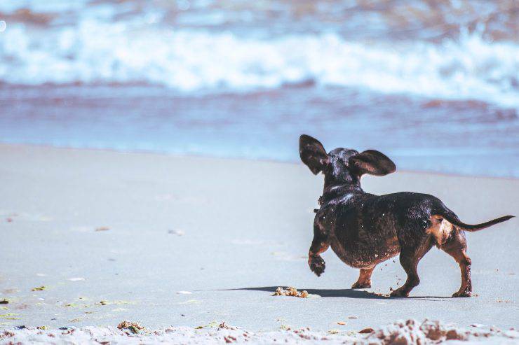 Cani che hanno difficoltà a nuotare