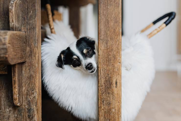 Il comportamento del cane