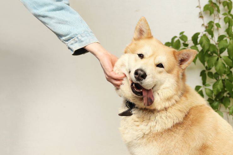 Il cane mangia i lupini