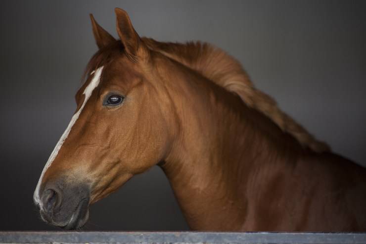 Il cavallo e il suo manto