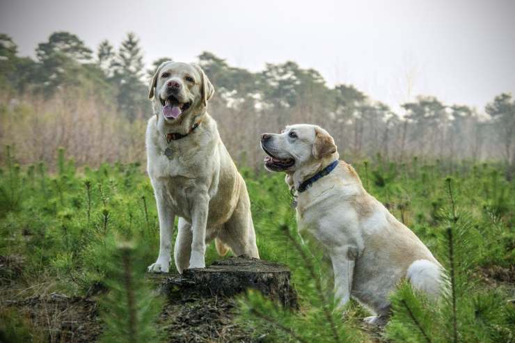 La sicurezza nei cani