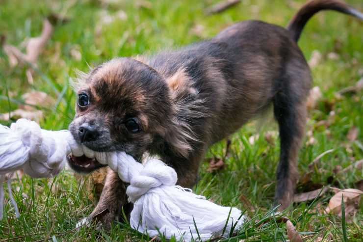 Cane morde durante il gioco