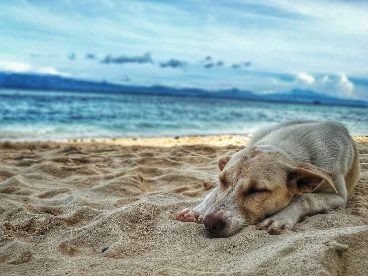 La vita del cane randagio