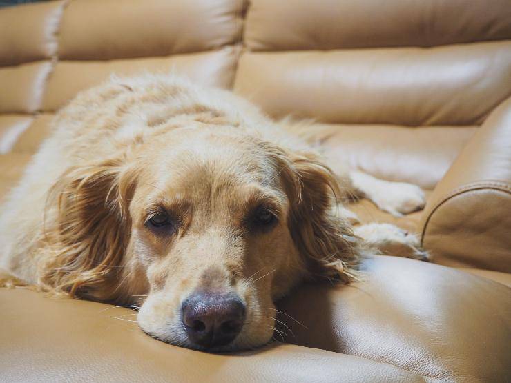 Il comportamento del cane di notte