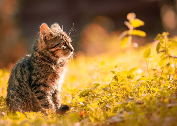 Razze di gatti che soffrono il caldo