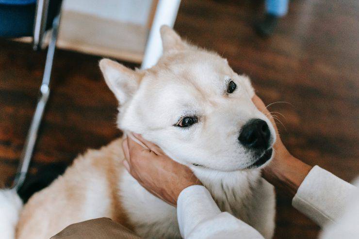 Razze canine che adorano gli umani