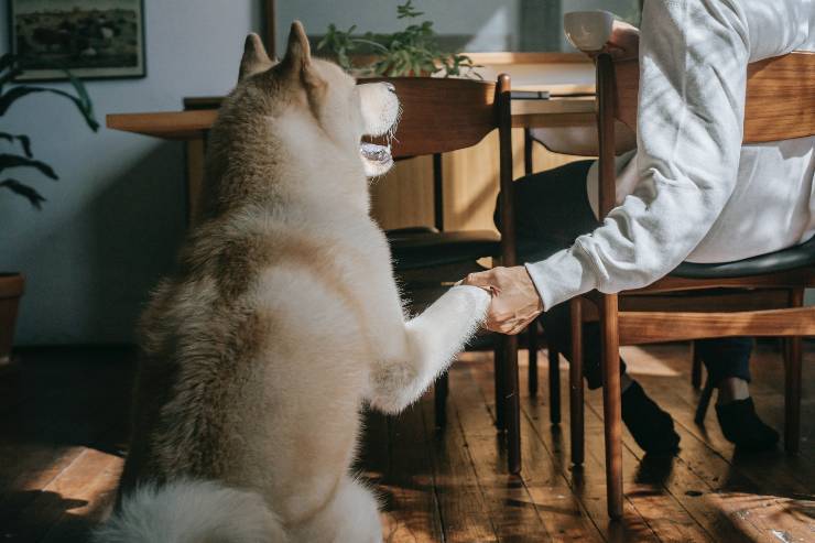 Cani che amano gli umani