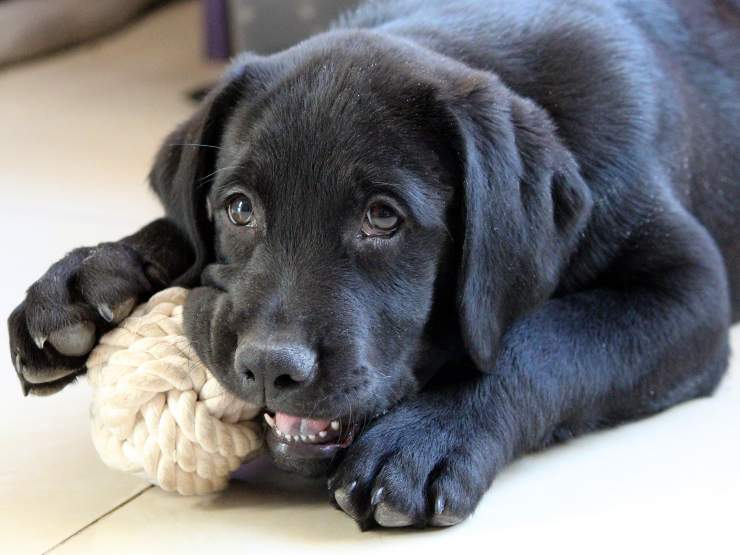 Il cane adulto morde durante il gioco