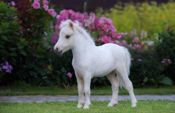 pony in giardino