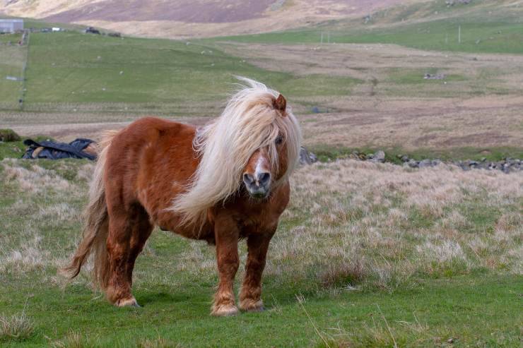 pony shetland