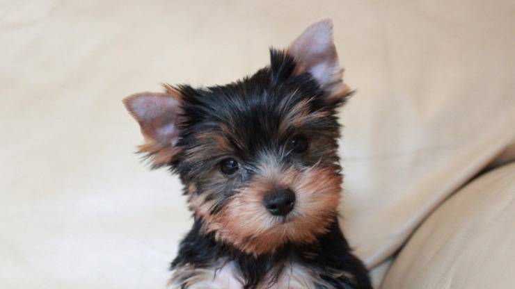 cucciolo yorkshire terrier cane curiosità storia origini