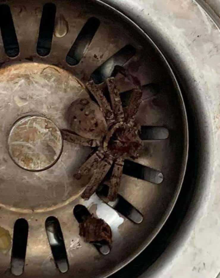 Il ragno trovato all'interno di un lavandino (Foto Facebook)
