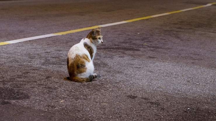 gatto cammina carreggiata autostrada