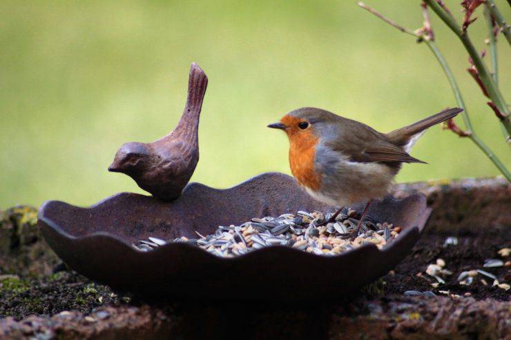 Cosa dare da mangiare agli uccellini