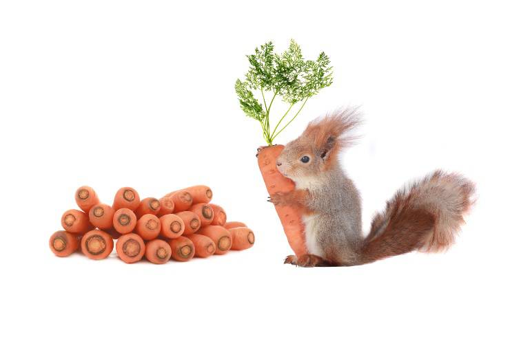 scoiattolo mangia carote