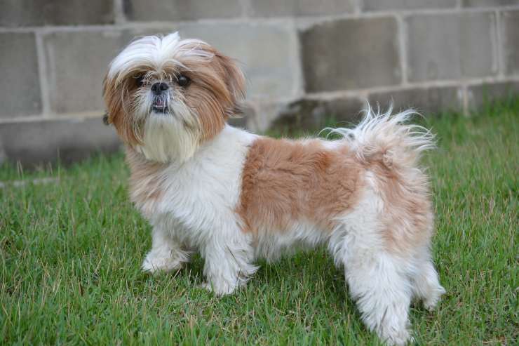 Cagnolino curioso