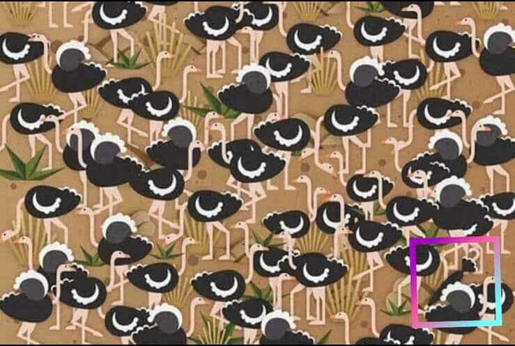 Soluzione test degli struzzi 