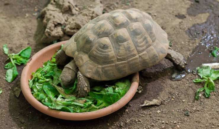 tartaruga che mangia