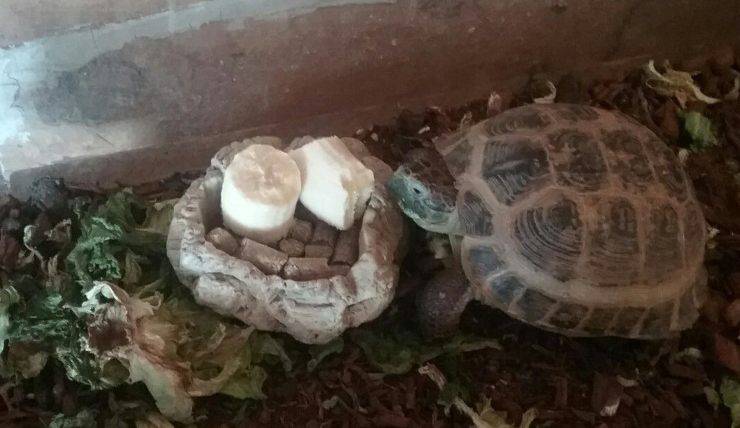 tartaruga mangia pezzetti di banana
