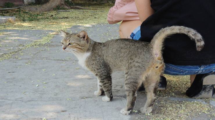 La gatta sterilizzata va in calore