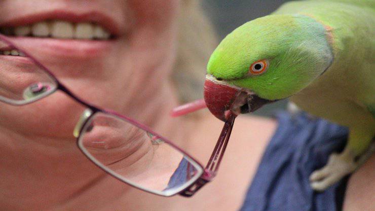 Come fare amicizia con un pappagallo