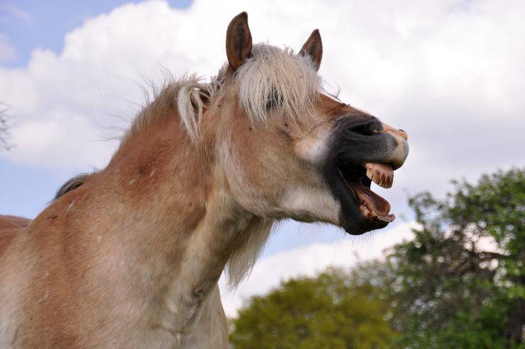 Cura dei denti del cavallo